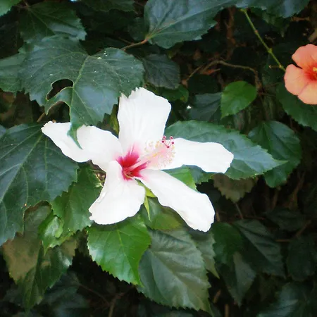 Lägenhetshotell Staggia